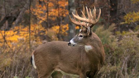 Big Whitetail Buck Wallpaper (56+ images)