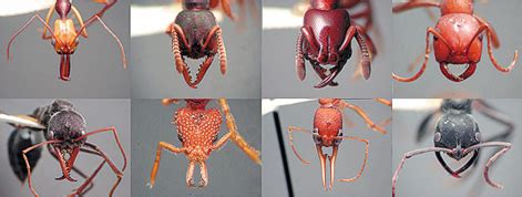 Morphological and Functional Diversity of Ant Mandibles - AntWiki