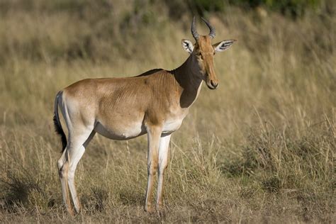 Hartebeest | Animal Kingdom