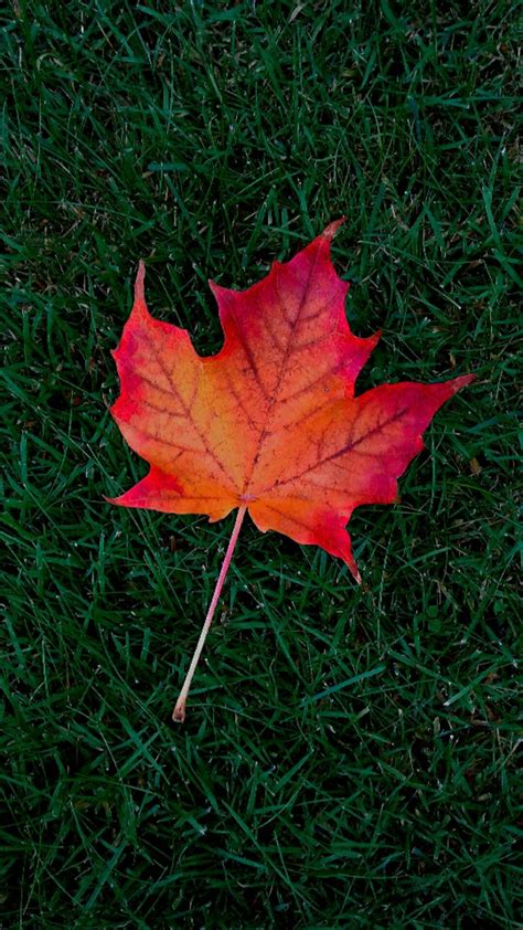 Maple Leaf Wallpaper | WhatsPaper