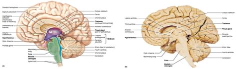 Diencephalon: Thalamus, Hypothalamus, Epithalamus | SchoolWorkHelper