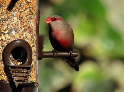 Common Waxbill | BirdForum