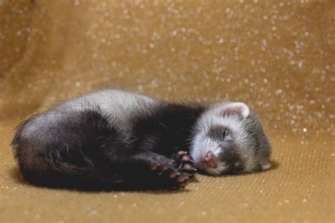 The Cute Baby Ferret Is Sleeping Stock Photo - Download Image Now ...