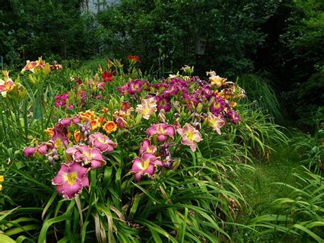 Daylilies in a Cottage Garden - Garden.org