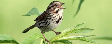 Song Sparrow - American Bird Conservancy