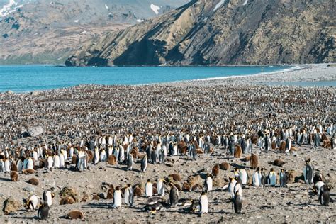 South Georgia Island: Photos that Will Make You Want to Visit!