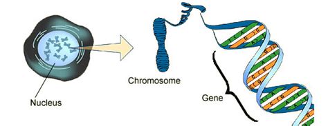 How are DNA chromosomes and genes related? | Socratic