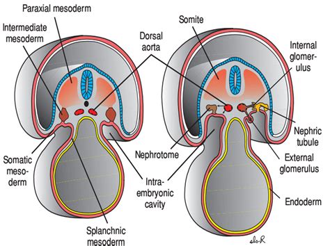 Opiniones de Mesodermo paraxial