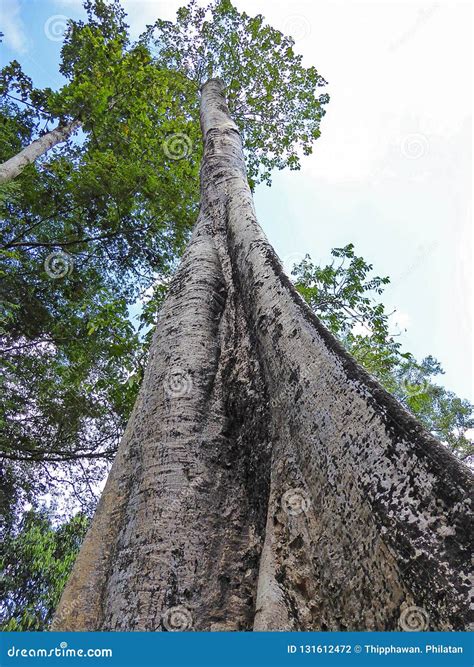 The Big tree in Cambodia stock photo. Image of beautiful - 131612472