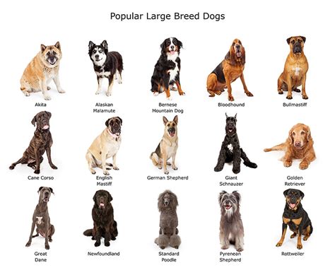 What Dog Breeds Are Considered Large