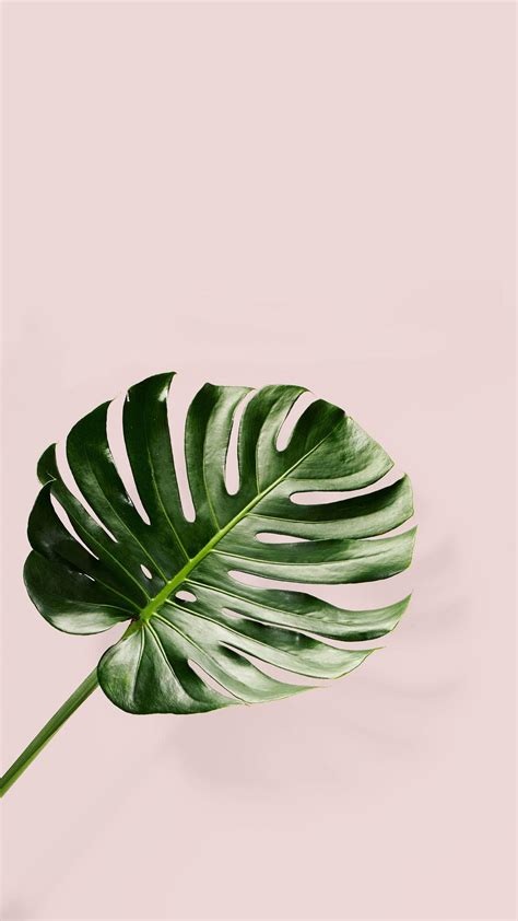 Tropical Plants Wallpapers - Top Free Tropical Plants Backgrounds - WallpaperAccess