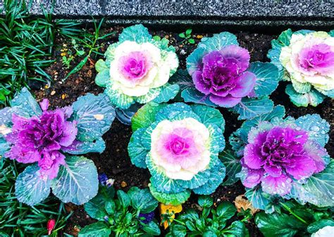 How to Grow and Care for Ornamental Cabbage or Kale