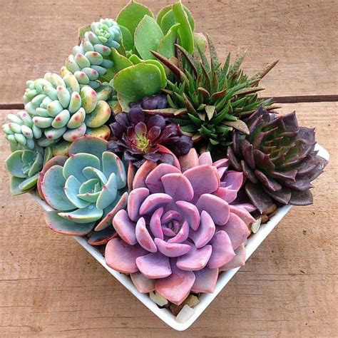 60+ DIY Indoor Succulent Arrangements Ideas 2019 - Page 8 of 61 - Kornelia Beauty