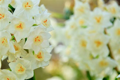 Flower, white, narcissus, grasses,free pictures - free image from ...