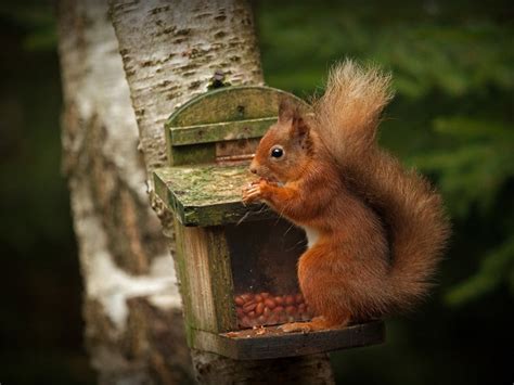 Wallpaper Red squirrel, eat nuts 1920x1200 HD Picture, Image