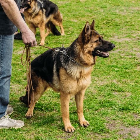 Are German Shepherds Dangerous?