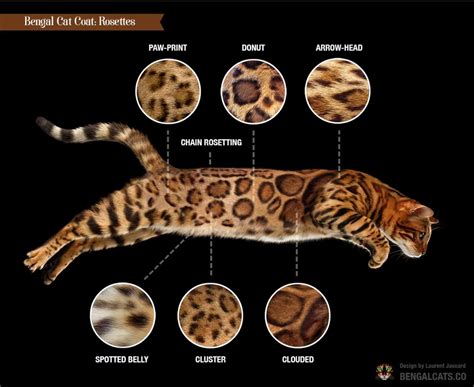 Bengal Colors and Patterns - REGISTERED BENGALS