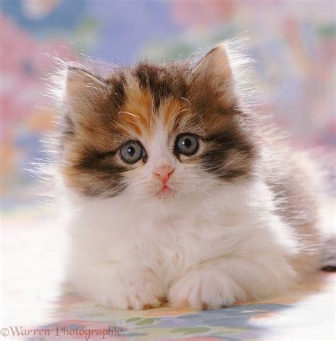 35 Top Photos Magical Calico Cat Names : Calico Cat Name You Will Grow ...