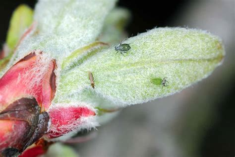 How to Identify and Control 11 Apple Tree Pests | Gardener’s Path