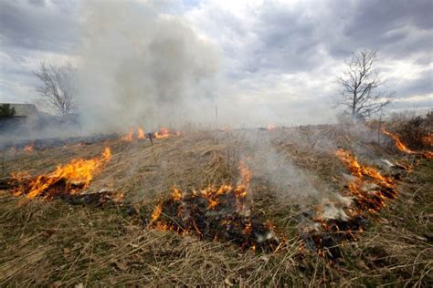 Free picture: prescribed, fire, nature, grass