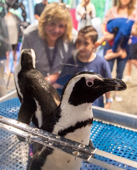 PHOTOS: Mystic Aquarium Penguins visit The Mayer Center