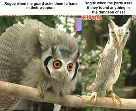 New Owl Memes