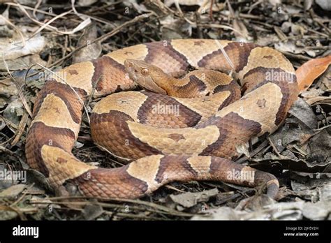 Eastern Copperhead snake from Coastal North Carolina - Agkistrodon contortrix Stock Photo - Alamy