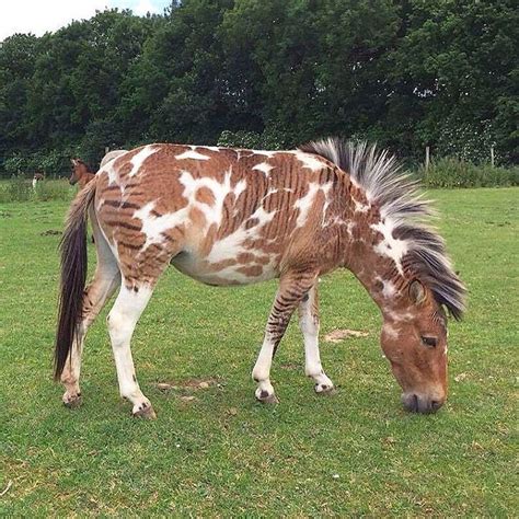 Zorse? | Rare horses, Unusual horse, Horses