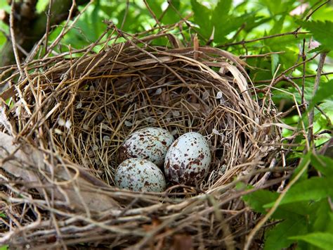 Cardinal Nesting (Behavior, Eggs, Location + FAQs) | Birdfact