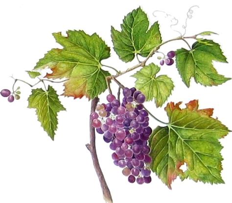 Suzanne Kuuskmae | Gallery | Paletteers | Grape painting, Botanical watercolor, Botanical painting