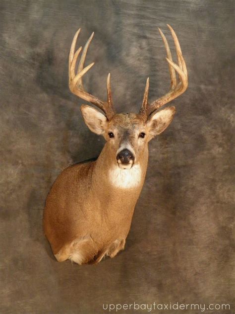 Upper Bay Taxidermy Mobile Gallery: Whitetail Deer Shoulder Mounts