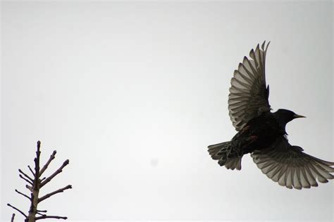 Bird :: Open Wings Free Photo Download | FreeImages