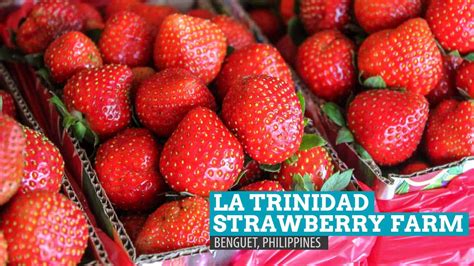 La Trinidad Strawberry Farm: Heart-shaped Madness in Benguet ...