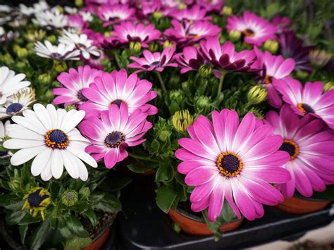 Growing Osteospermum: How To Care For African Daisies