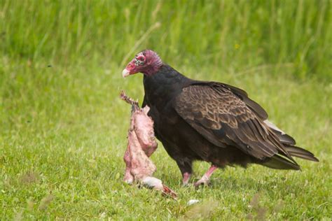 Turkey Vulture Eating Carrion | Mike Lascut Photography