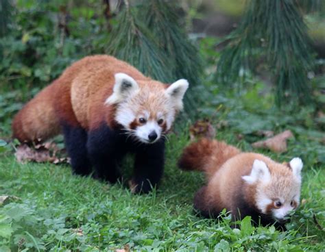 Belfast Zoo's first baby red panda in 18 years is adorable! | zooborns | Earth Touch News