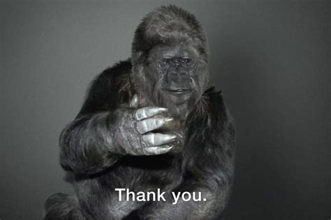 Koko the Gorilla Has a (Sign Language) Message for World Leaders | Gorilla sign language, Koko ...