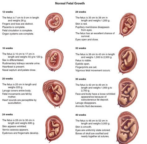 Fetal Development Timeline Week By Week