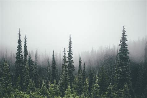 pine trees, Forest Wallpaper | Tree desktop wallpaper, Tree wallpaper ...