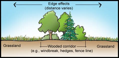 2.10 Edge Effects of Corridors