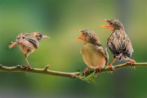 Acrobatic...... | Acrobatics, Animals, Photographer