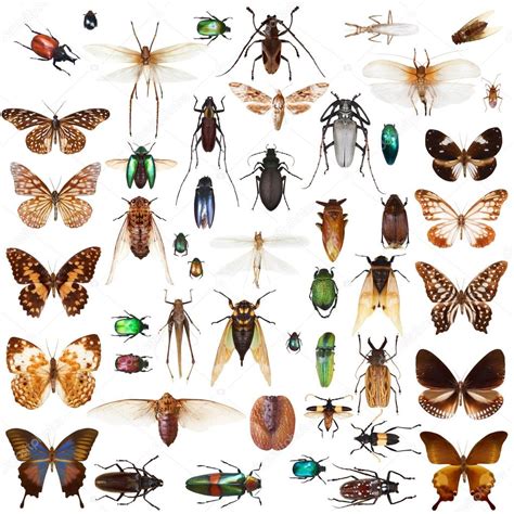 Set of different insects Stock Photo by ©Gladkov 106489872