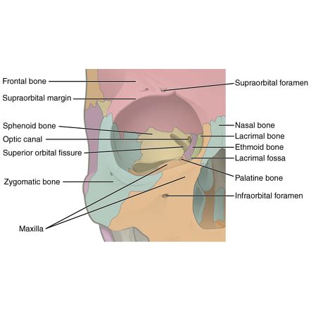 What Is The Orbit In Anatomy - Anatomical Charts & Posters