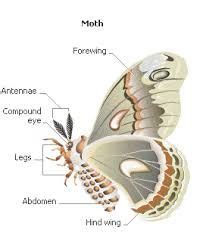 Image result for anatomy of a moth | Moth, Animals bugs, Butterfly