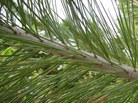 Plant Identification - Limber Pine