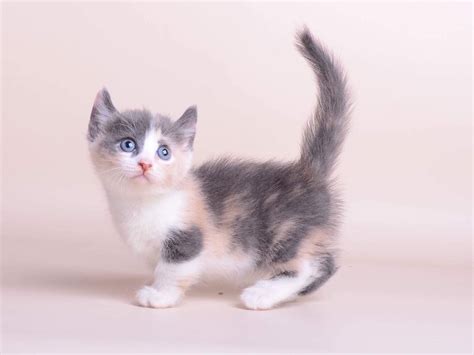 Munchkin Cats For Sale | Houston, TX #263121 | Petzlover