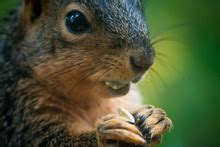 Fox Squirrel Eating Pumpkin Free Stock Photo - Public Domain Pictures