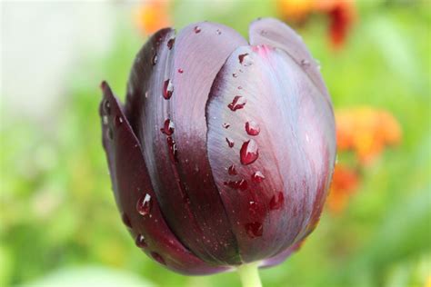 Black tulip by ChrisAnezo on DeviantArt