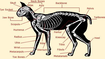 Cat Bone Anatomy Diagram