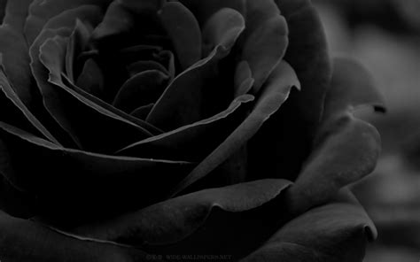 Black Rose Wallpapers - Wallpaper Cave